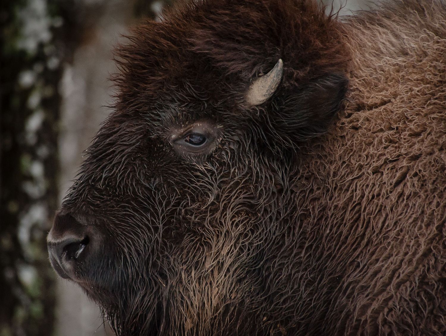 A close-up portrait of an American bison with thick brown fur and curved horn.