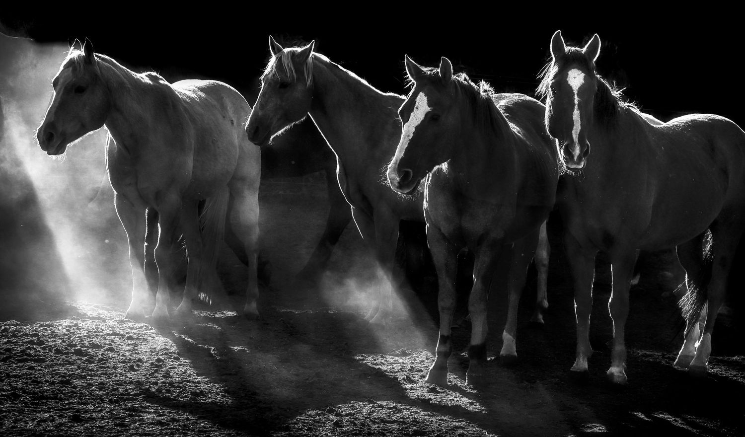 A dramatic black and white photo of white horses running through misty light.