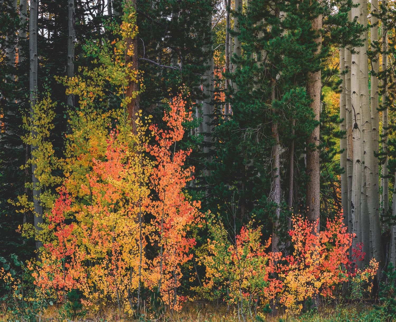 Brilliant red and orange aspen shrubs contrast against tall evergreen trees in a colorful autumn forest.