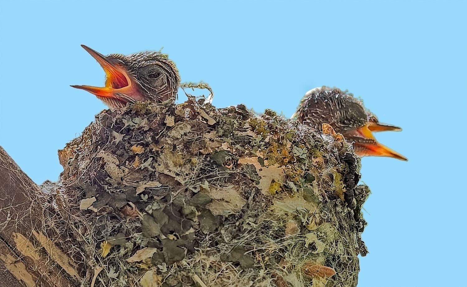 Two baby hummingbirds with wide open orange beaks sitting in a small mossy nest.