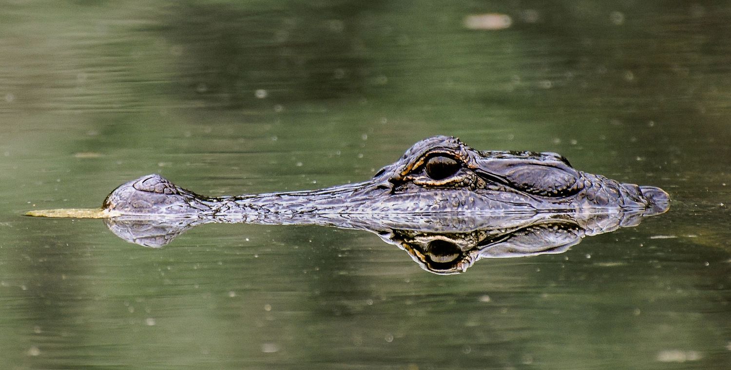 An American alligator lurks just below the water surface, its eye and snout barely visible in green water.