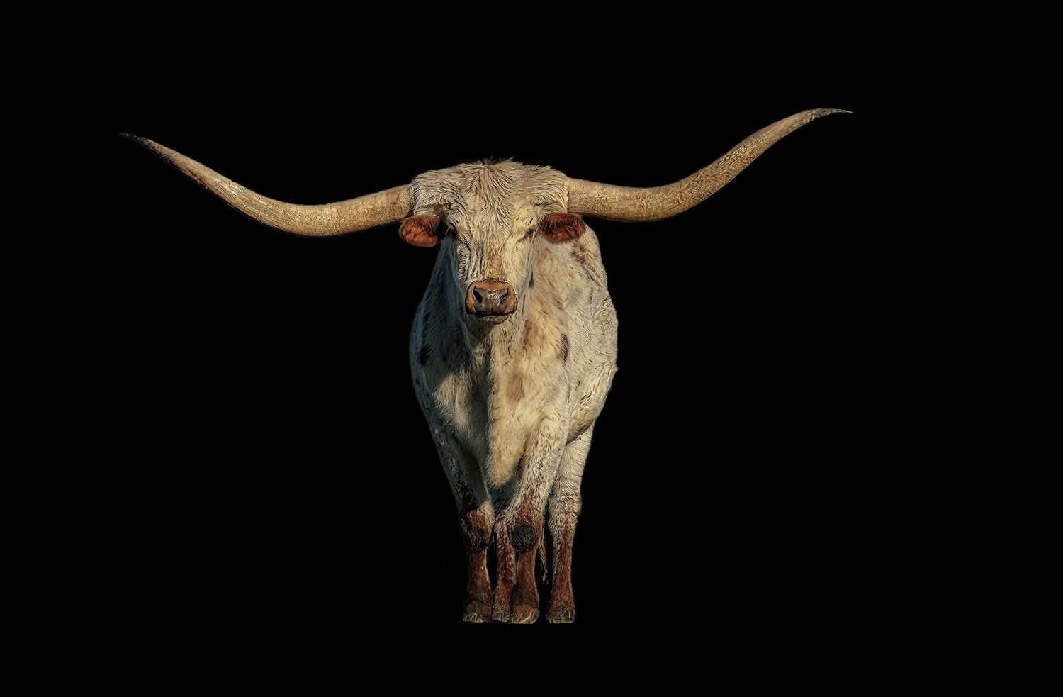 A Texas Longhorn bull with massive wide horns is photographed against a dramatic black background.