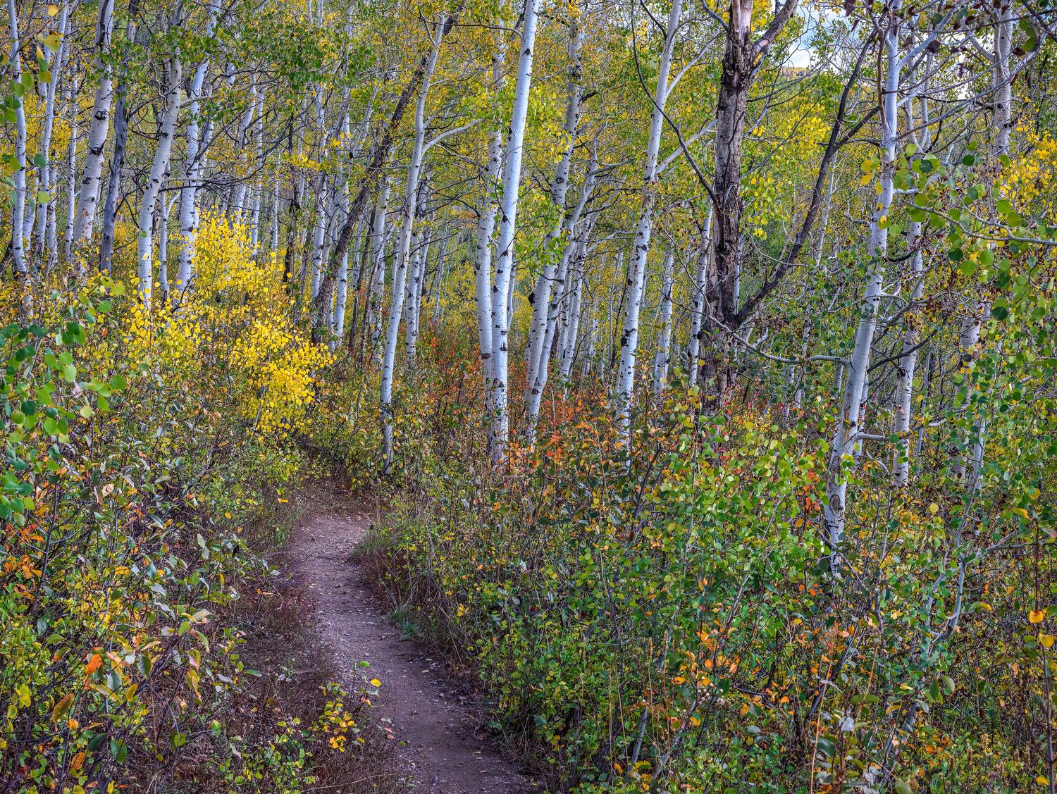 Winding dirt trail through a colorful autumn aspen grove with white birch trees.