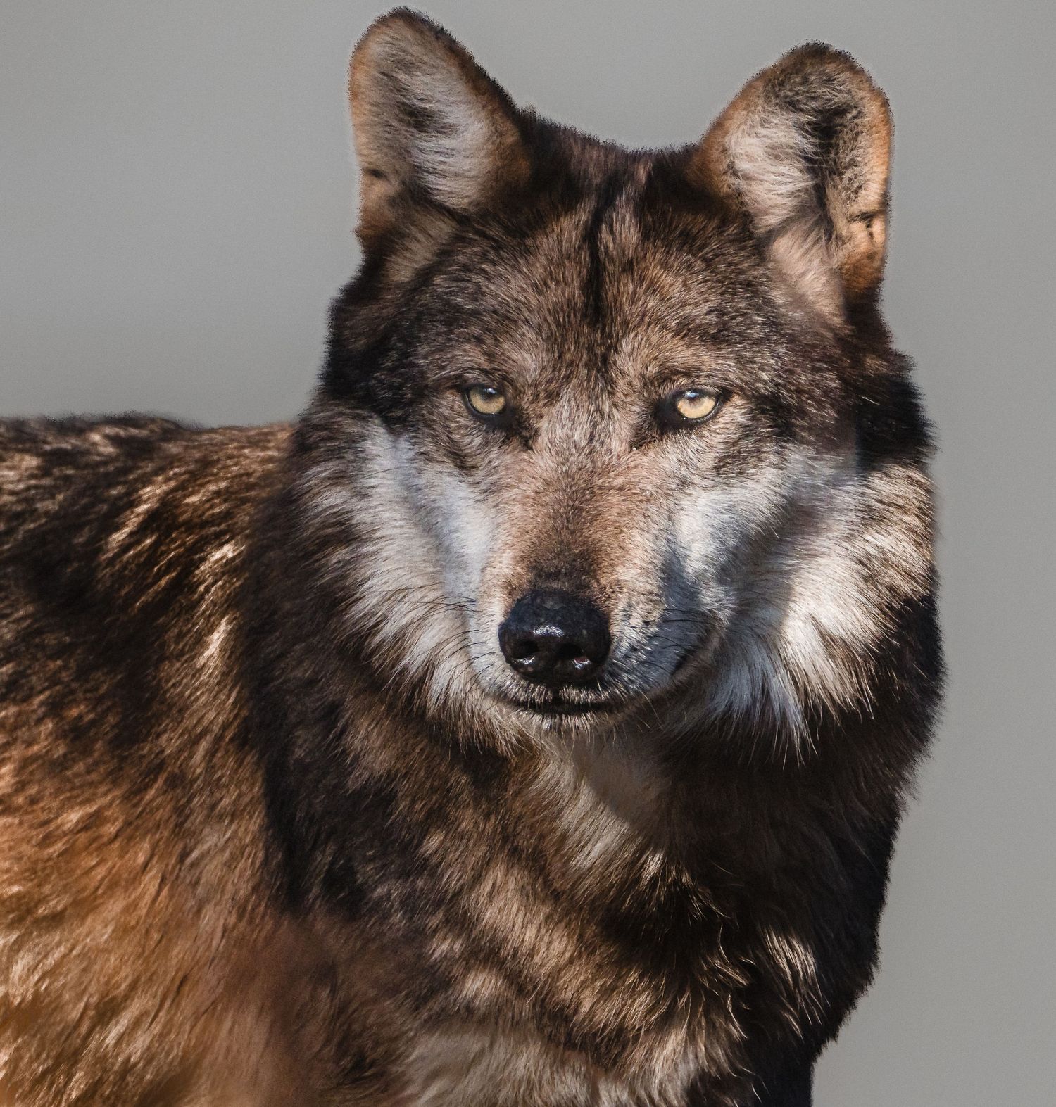 Close-up portrait of a dark-coated gray wolf with piercing yellow eyes.