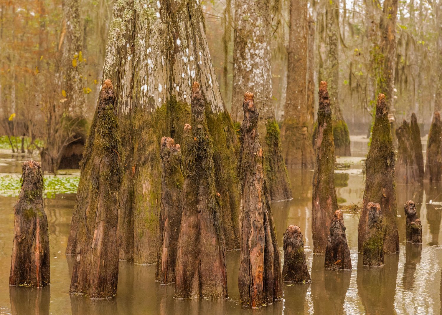 Ancient cypress tree trunks rise from a flooded swamp, their gnarled bases reflected in dark still water.