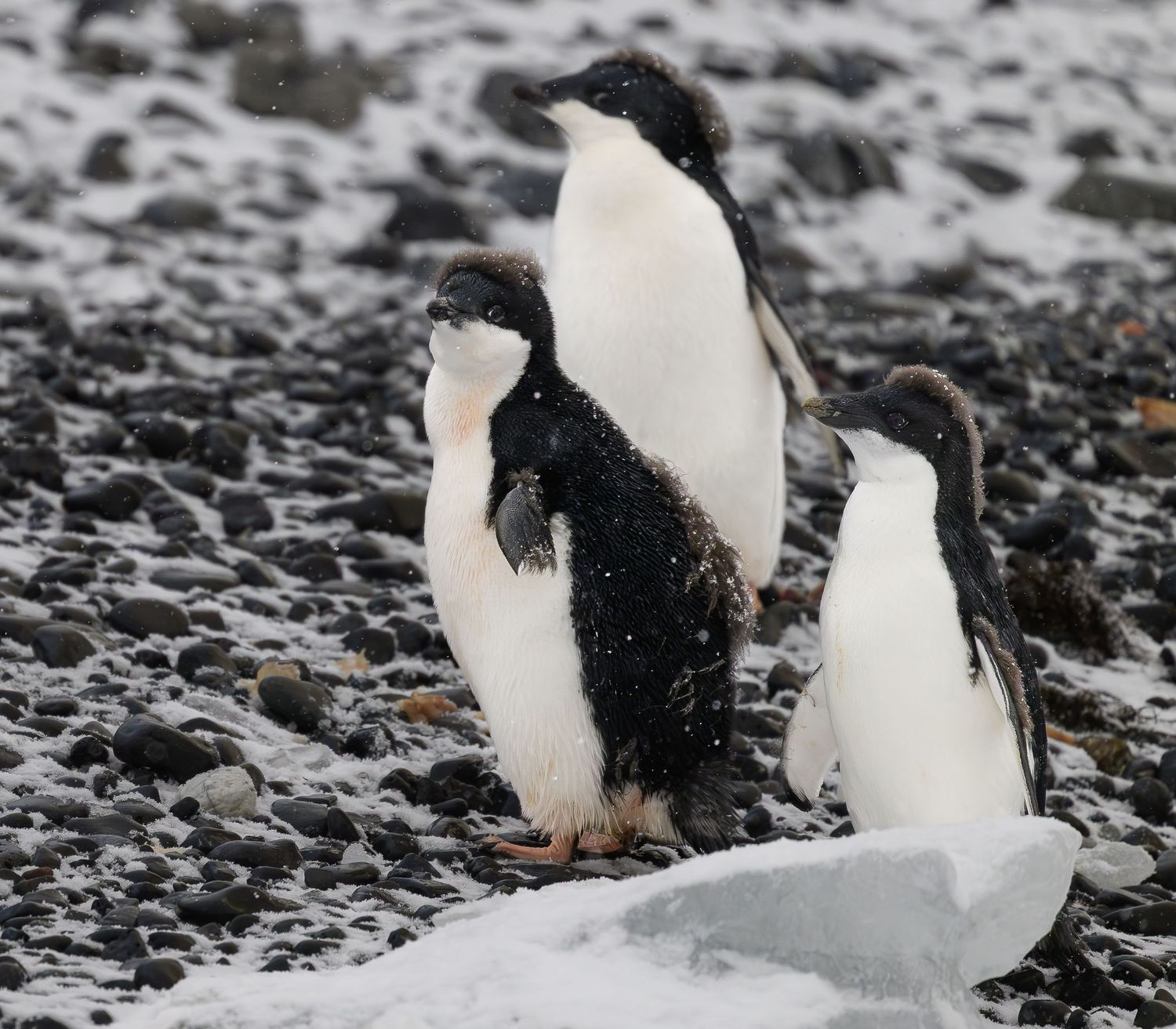 Three Adelie penguins standing on a snowy, rocky Antarctic shore in falling snow.