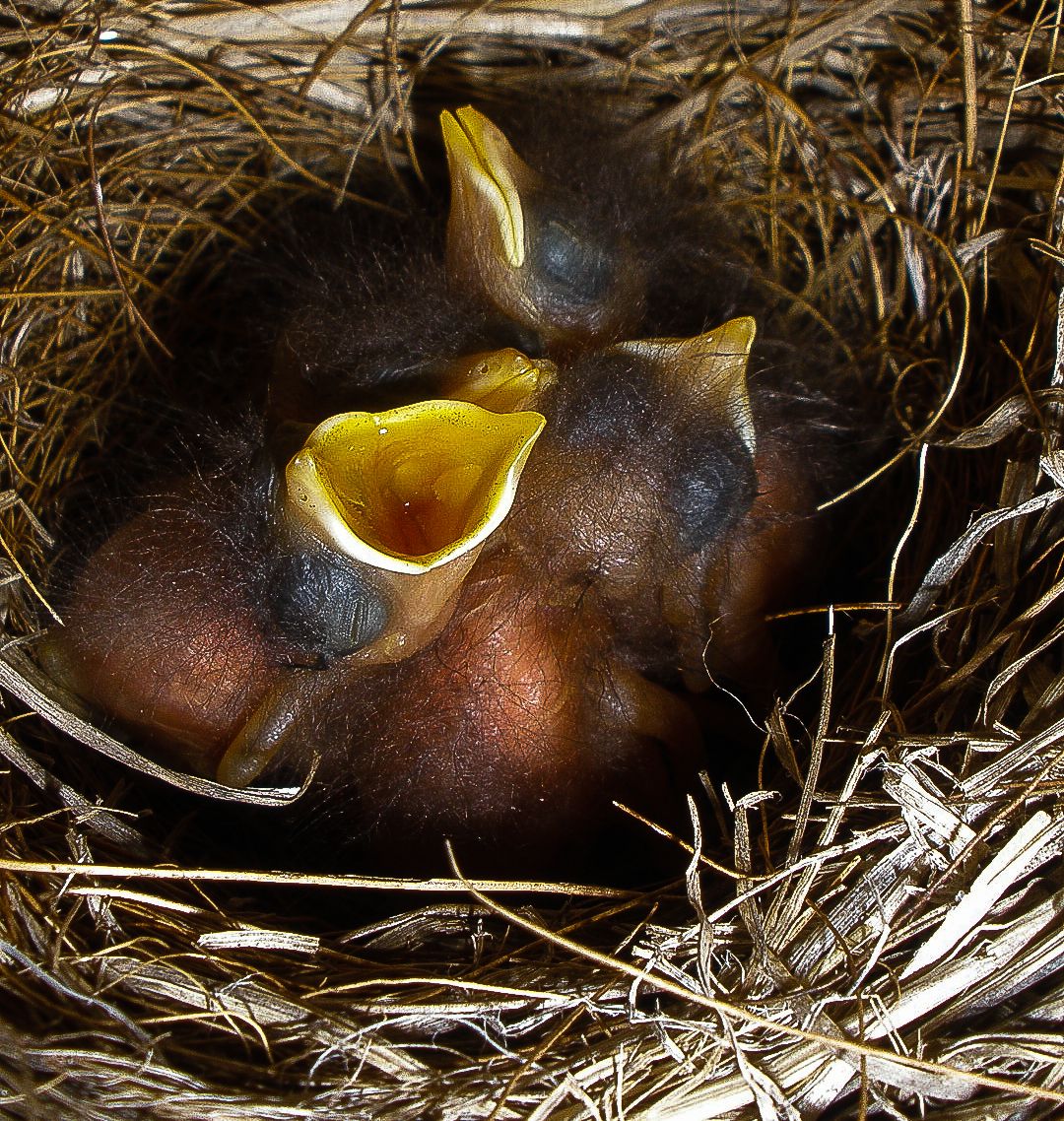 Two newborn baby birds with open yellow beaks nestled in a cozy straw nest.