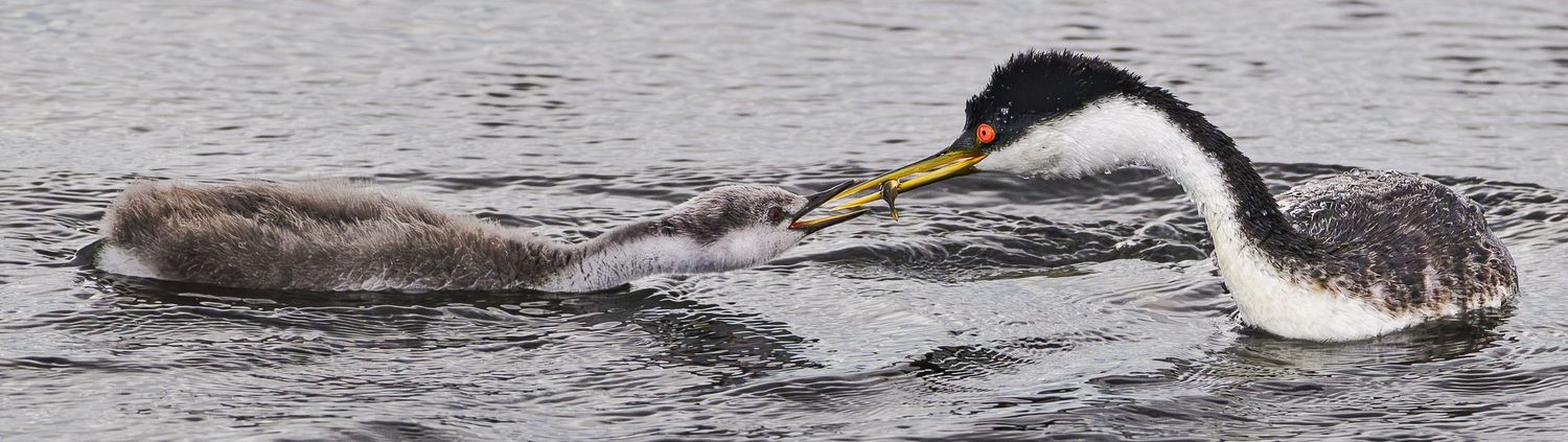 Western grebe feeding chick on calm water surface.