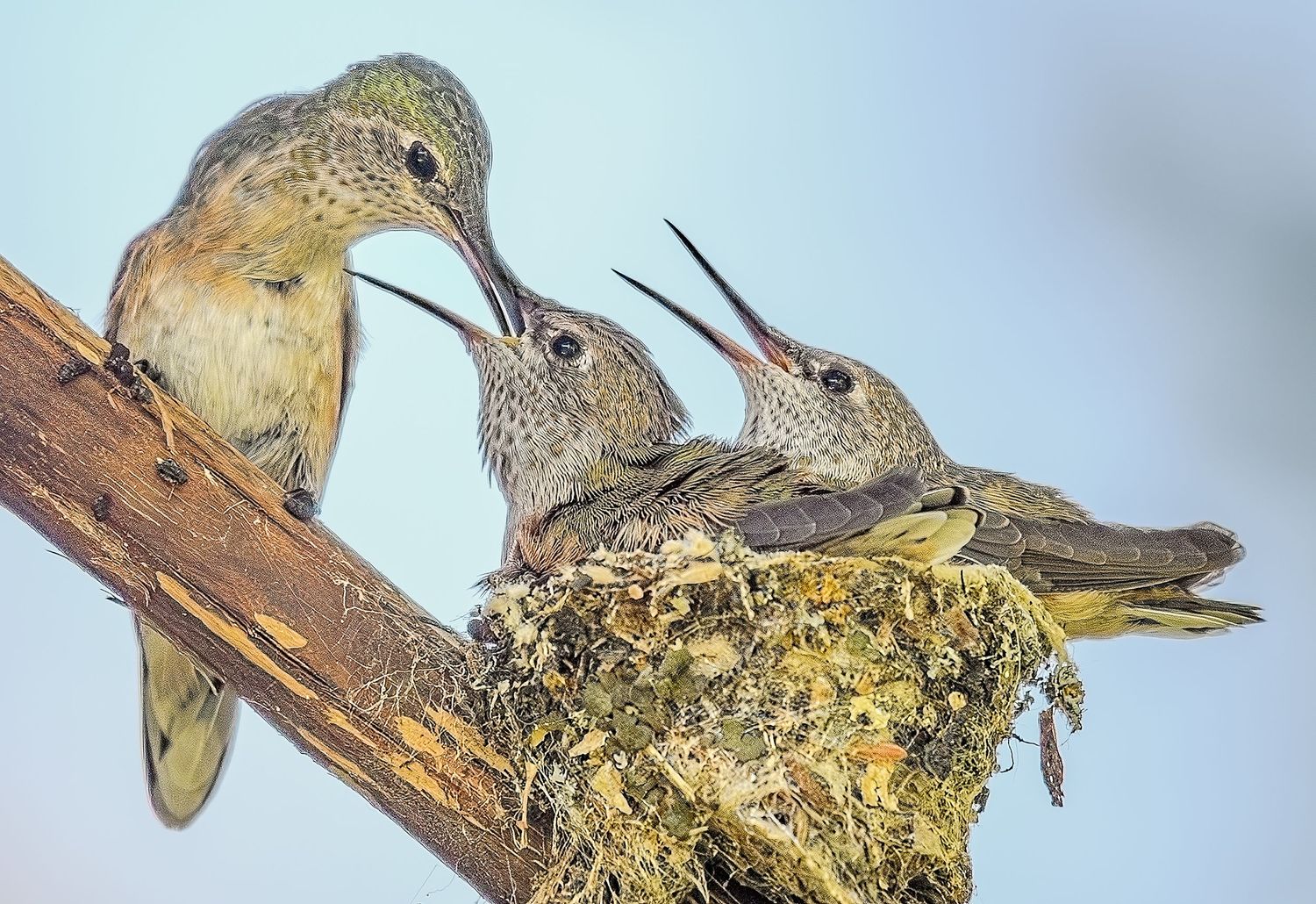 Mother hummingbird feeding two hungry chicks with open beaks in a nest on wooden beam.