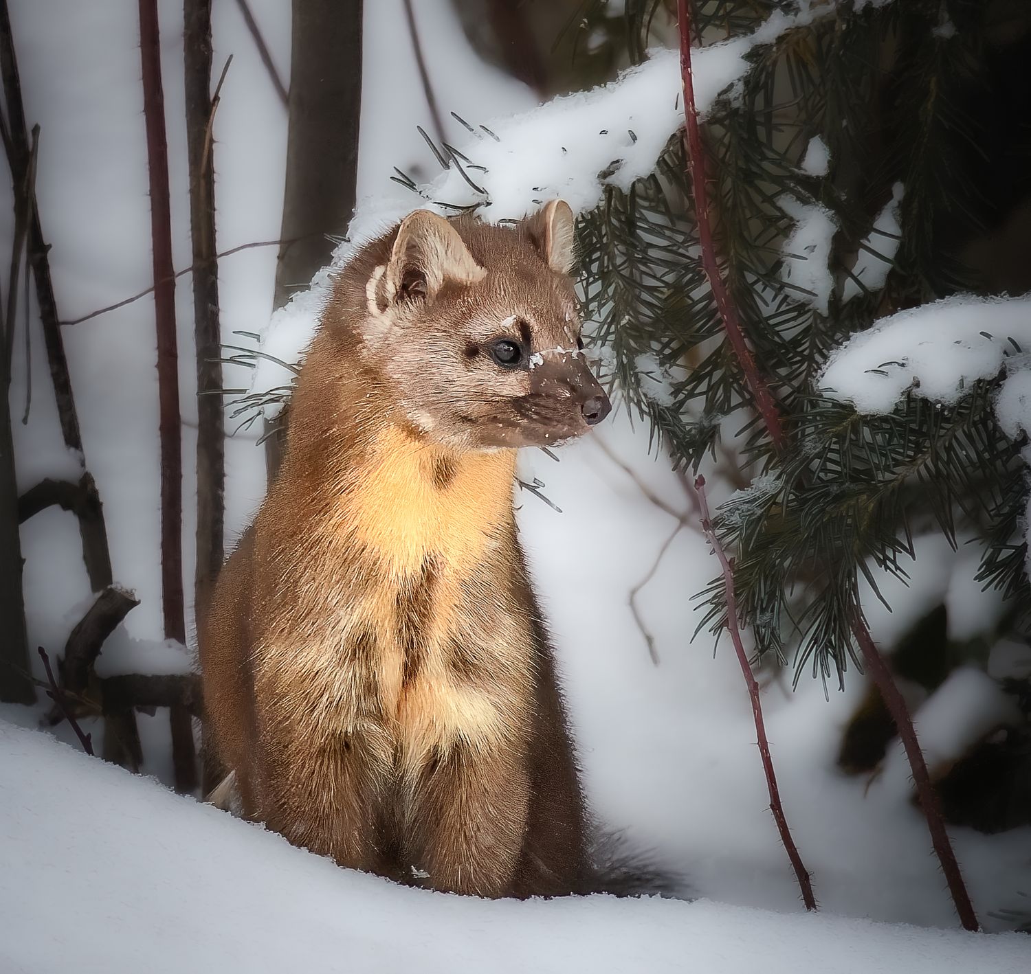 A pine marten sits alert in deep winter snow beside snow-covered evergreen branches.