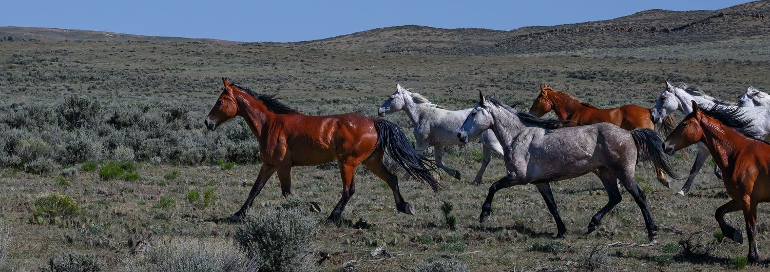 A herd of wild horses gallops freely across an open sagebrush desert landscape.
