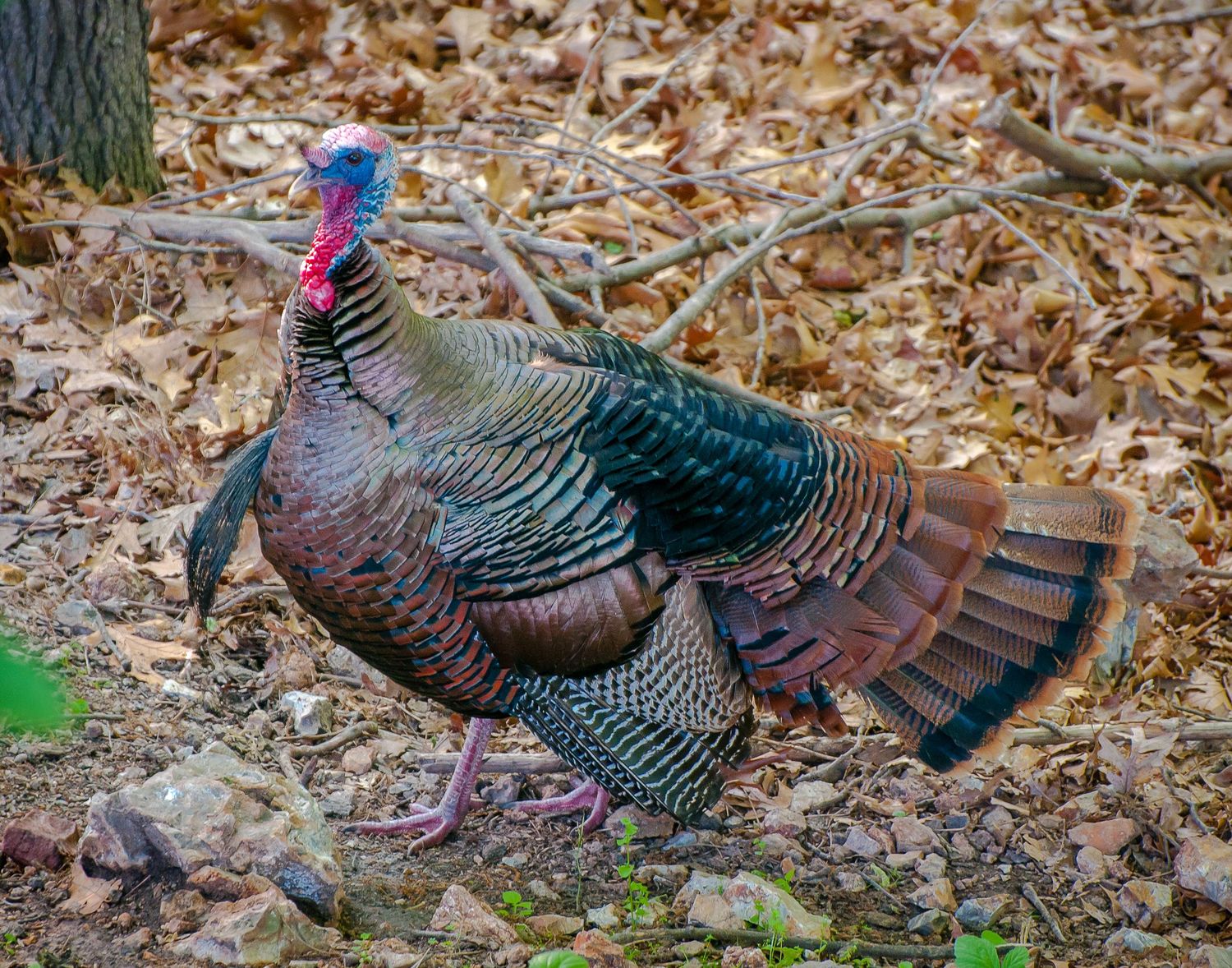 A wild turkey with iridescent feathers strutting through a forest floor covered in fallen leaves.