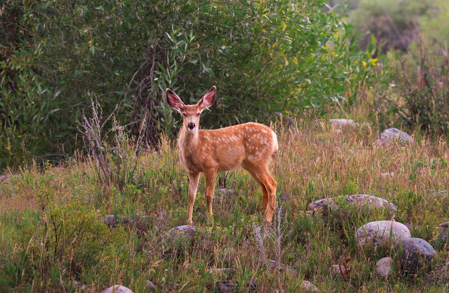 A young white-tailed deer fawn stands in a sunlit meadow surrounded by green shrubs.
