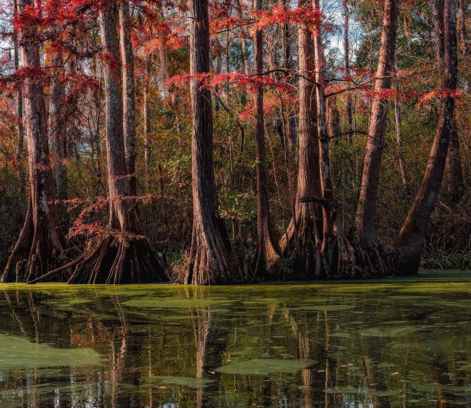 Bald cypress trees with vibrant red fall foliage reflecting in a calm green swamp in autumn.