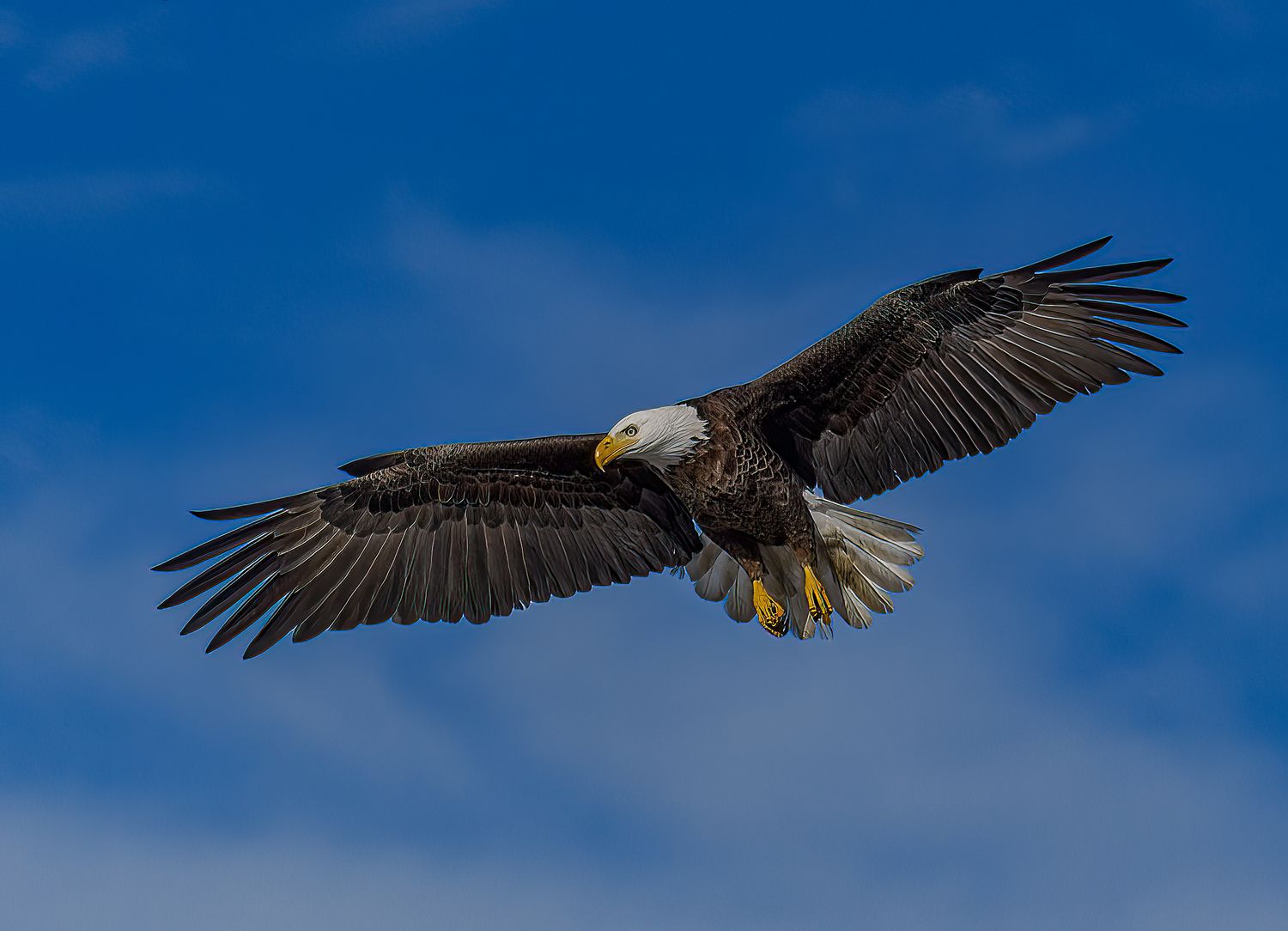 Majestic bald eagle in flight with wings fully spread against a blue sky.