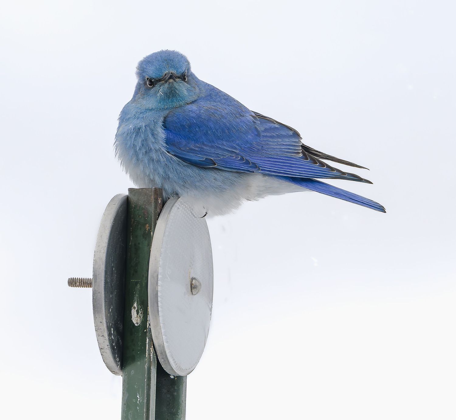 Fluffy mountain bluebird perched on metal post against gray sky.