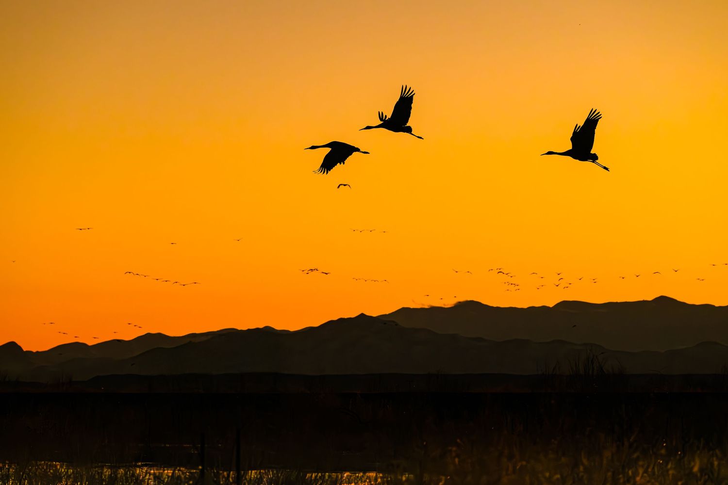 Three sandhill cranes silhouetted against a vibrant orange sunset sky over mountain landscape.