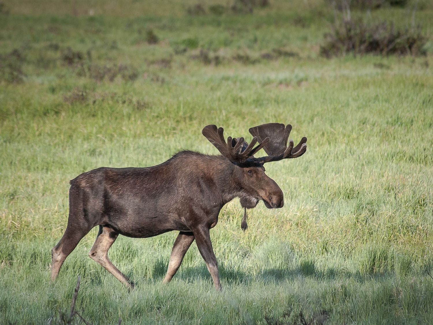 A bull moose with large antlers walks through a lush green meadow.