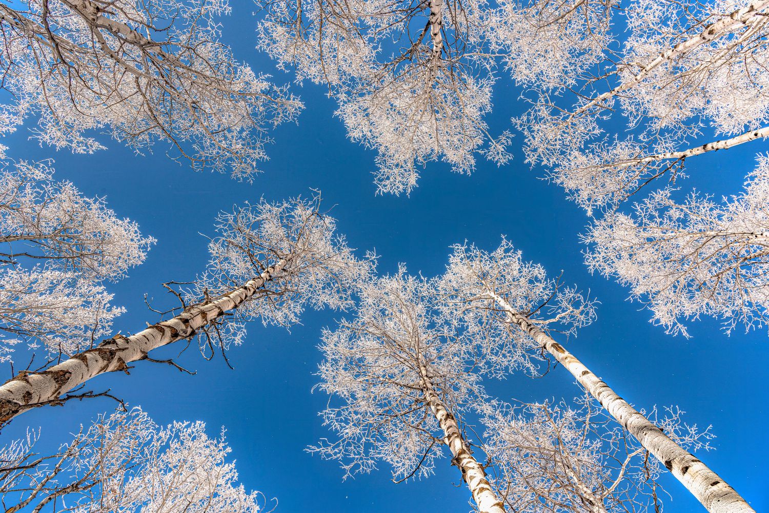 Snow-frosted birch trees viewed from below against a vivid clear blue winter sky.
