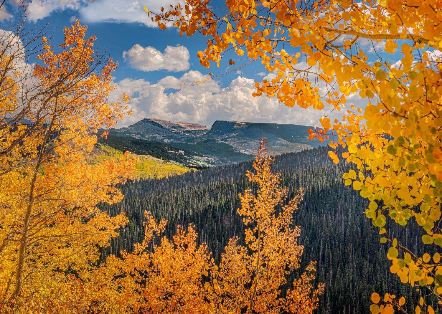 Golden aspen trees framing a mountain valley with evergreen forests under a blue sky in fall.