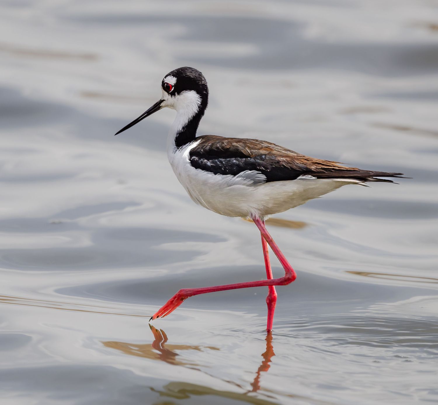 Black-necked stilt wading in shallow water on bright red legs.