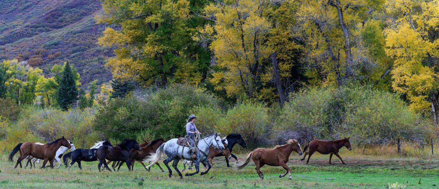 A cowboy on horseback herds a group of galloping horses through a colorful autumn landscape.