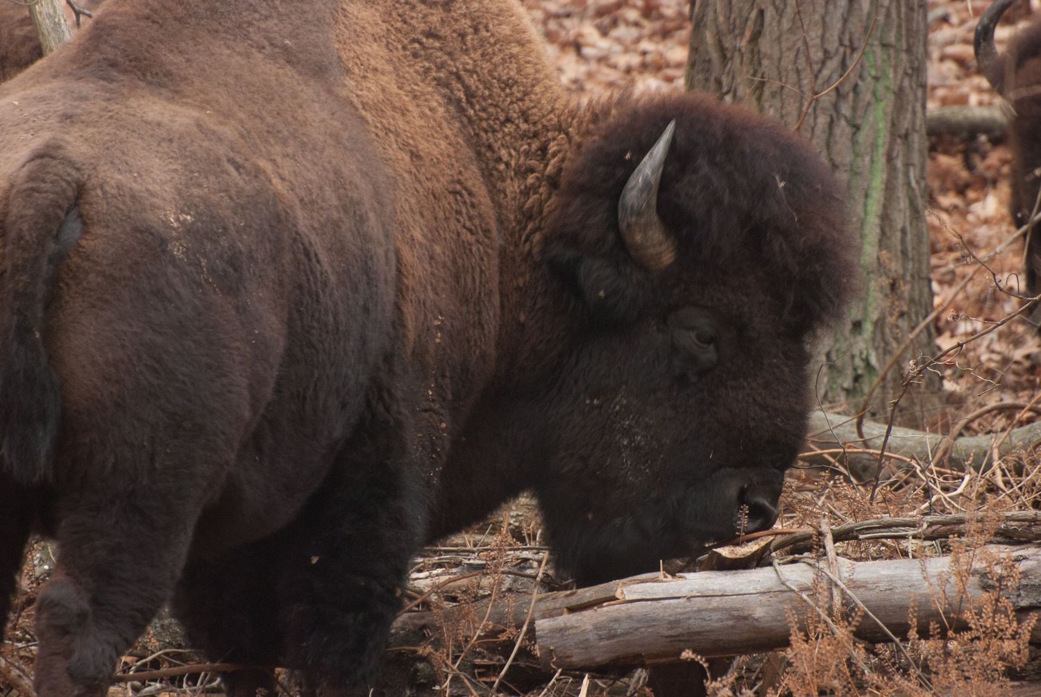 Close-up portrait of a massive American bison grazing near fallen logs in a wooded area.