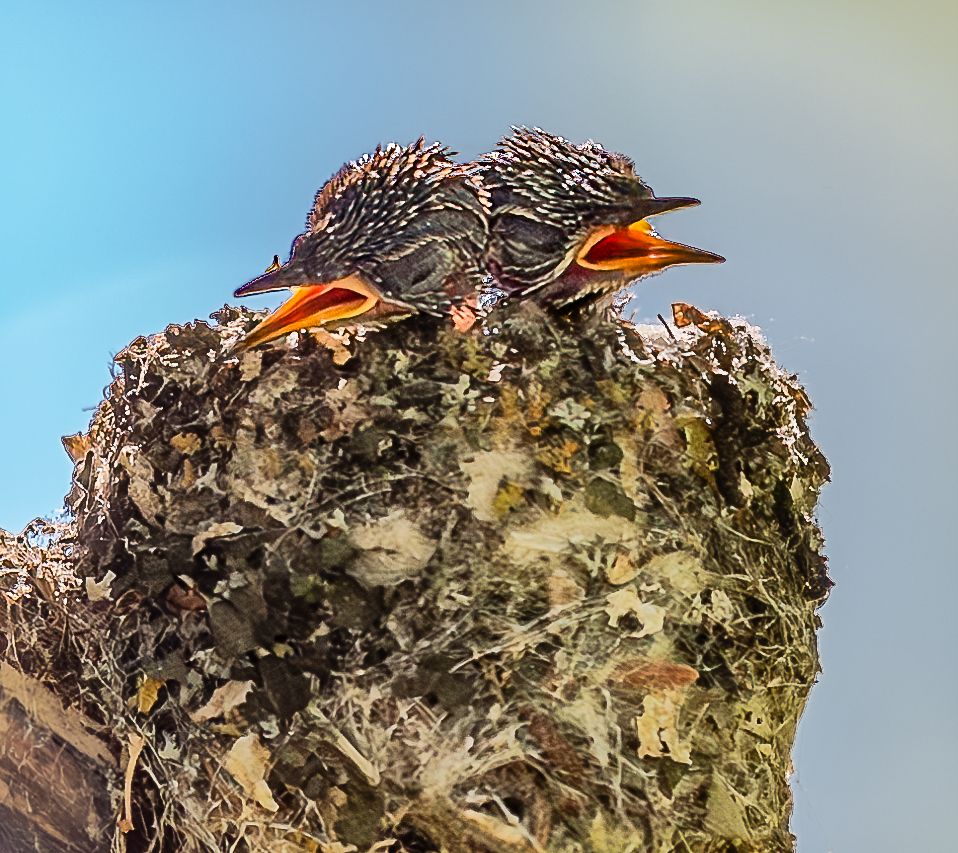 Two young hummingbird chicks with spiky feathers and open orange beaks in mossy nest.
