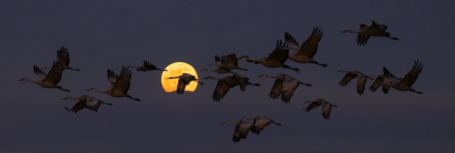 Sandhill cranes flying in panoramic silhouette against a glowing full moon at dusk.