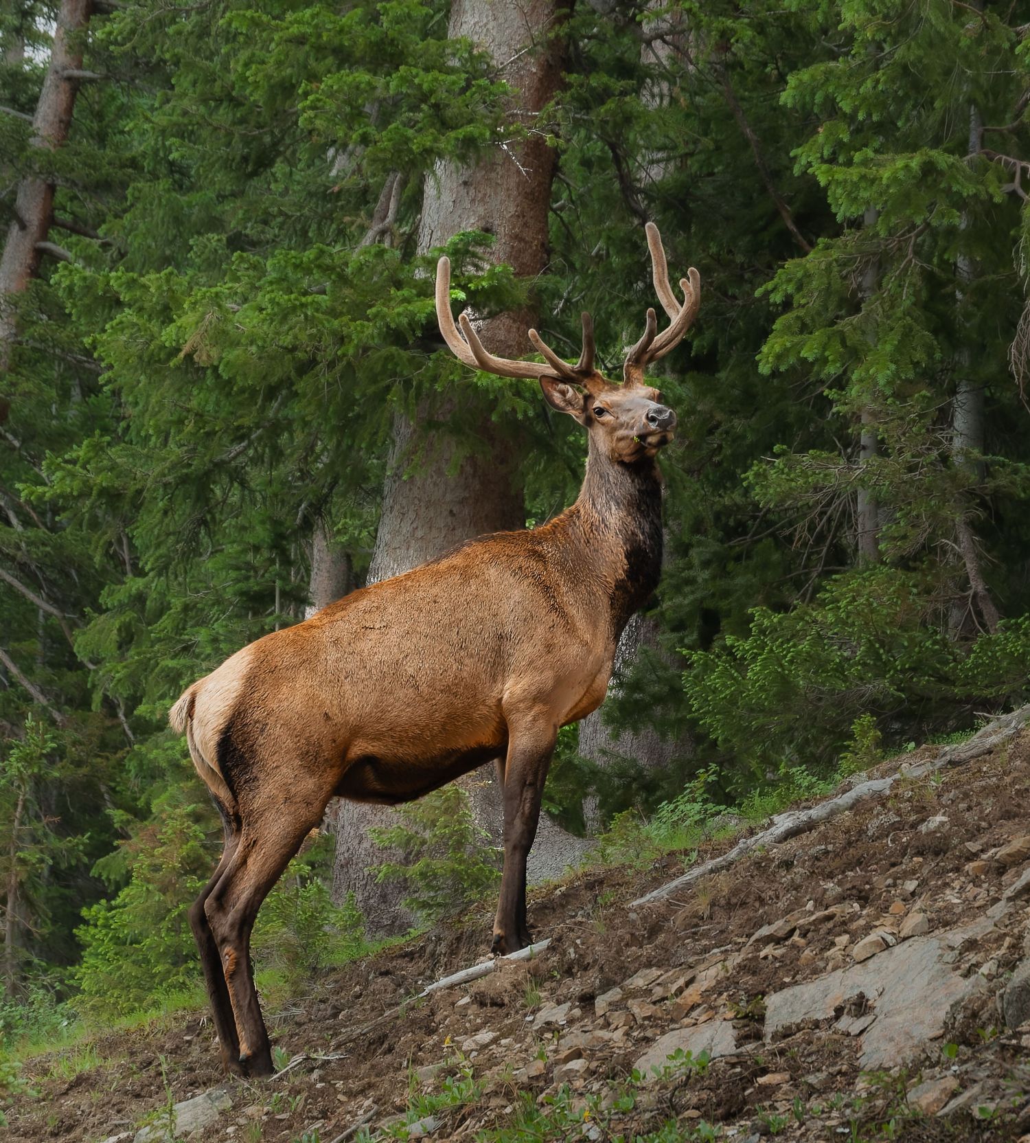 A majestic red deer stag with large antlers stands on a rocky forest hillside among tall green conifers.