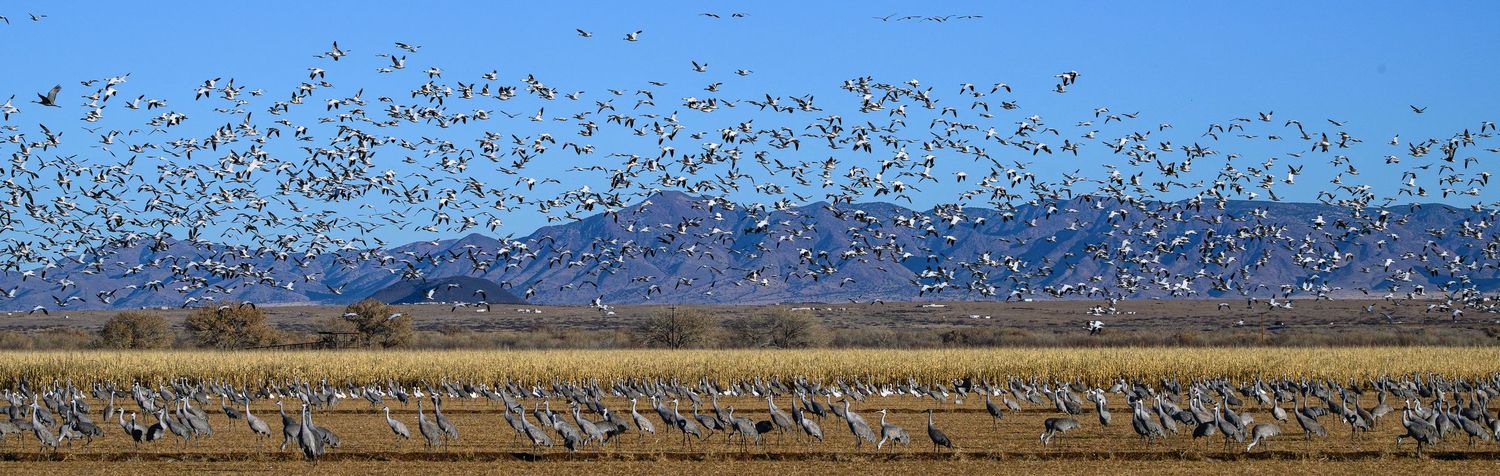 A massive flock of snow geese taking flight over a flat golden field near mountains.