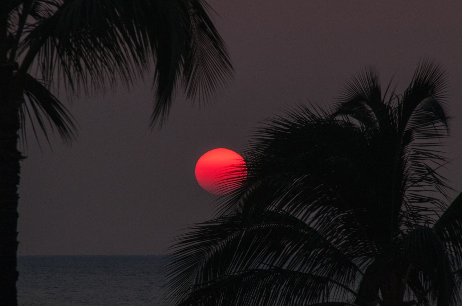A bold red sun sets behind silhouetted palm trees over a dark ocean horizon.