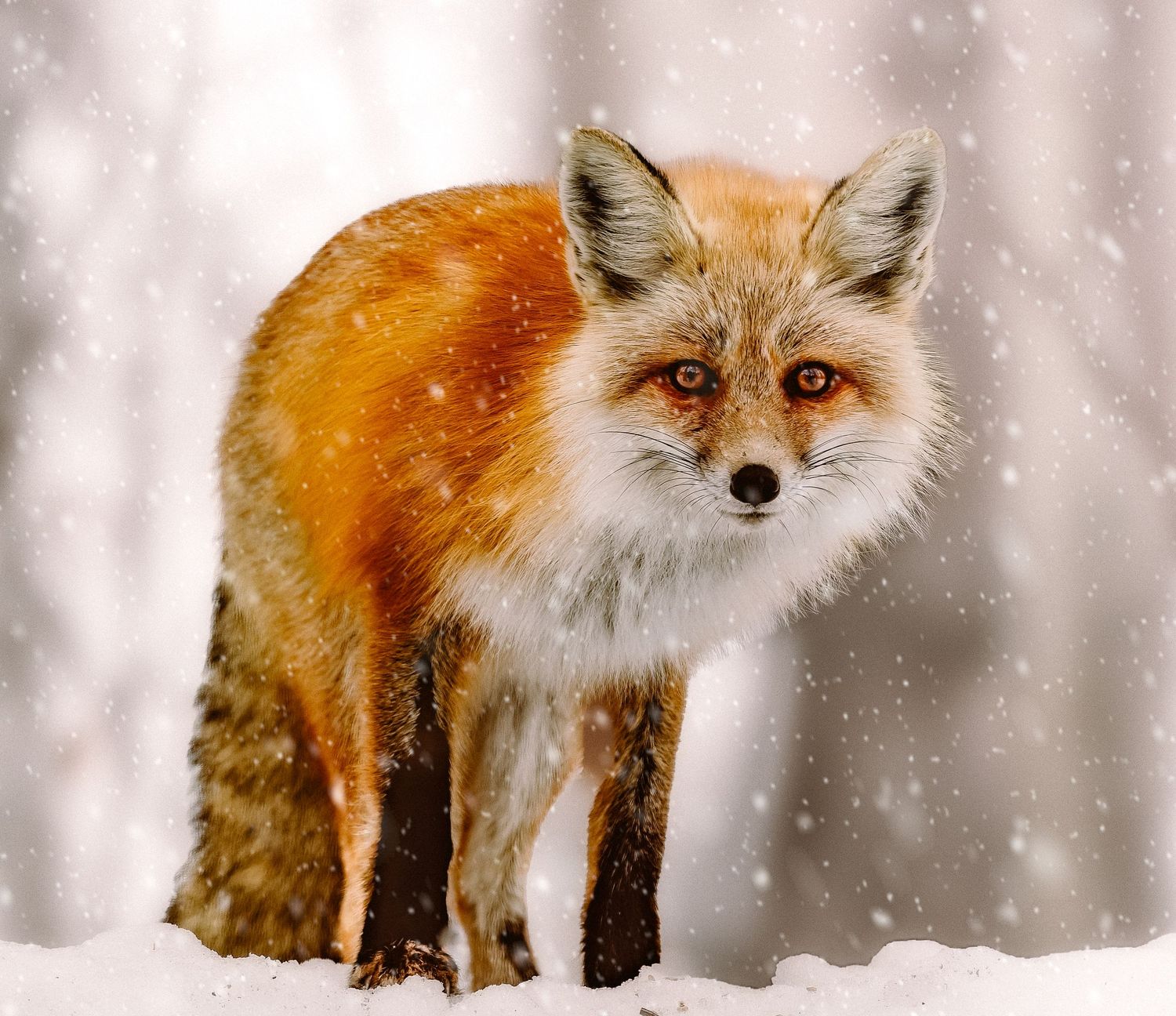 A vibrant red fox stands in falling snow, its thick winter coat glowing orange.