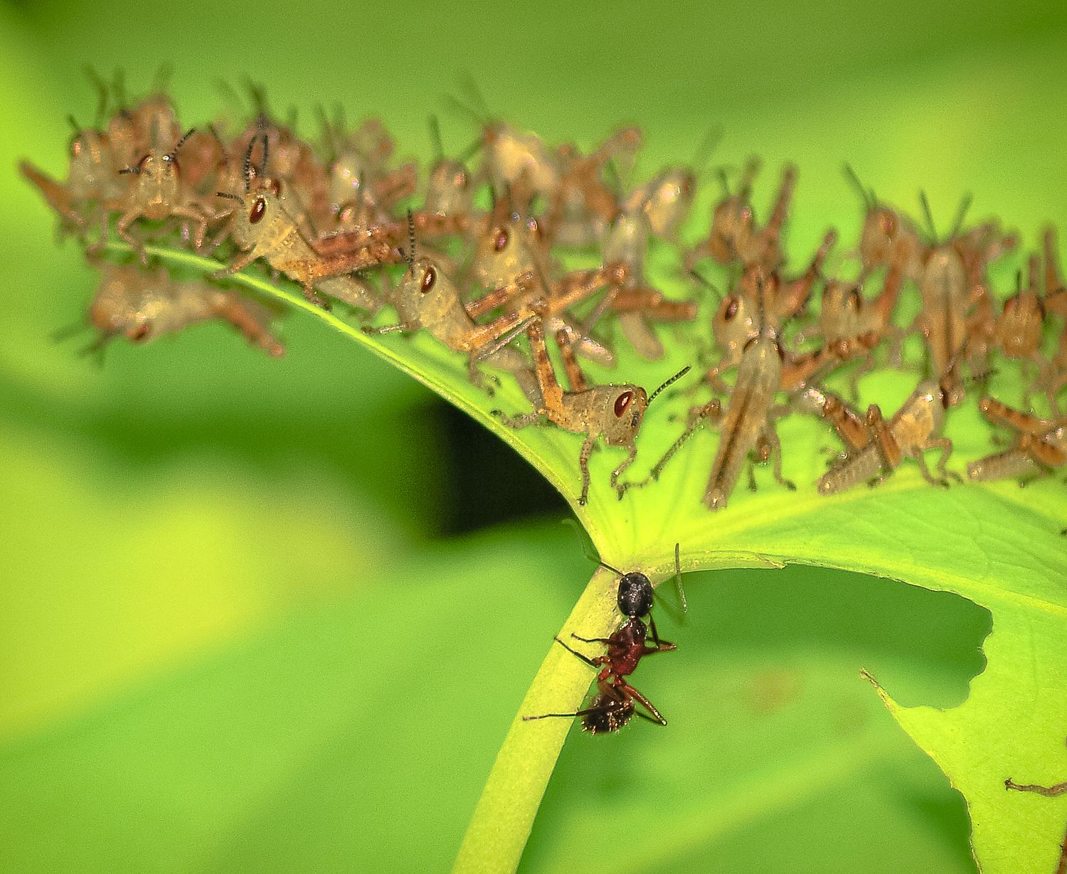 A close-up of numerous small grasshoppers clustered on a green leaf with an ant below.
