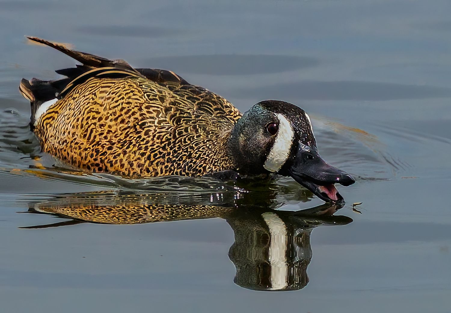 Colorful male Garganey duck swimming with vivid reflection in calm water.