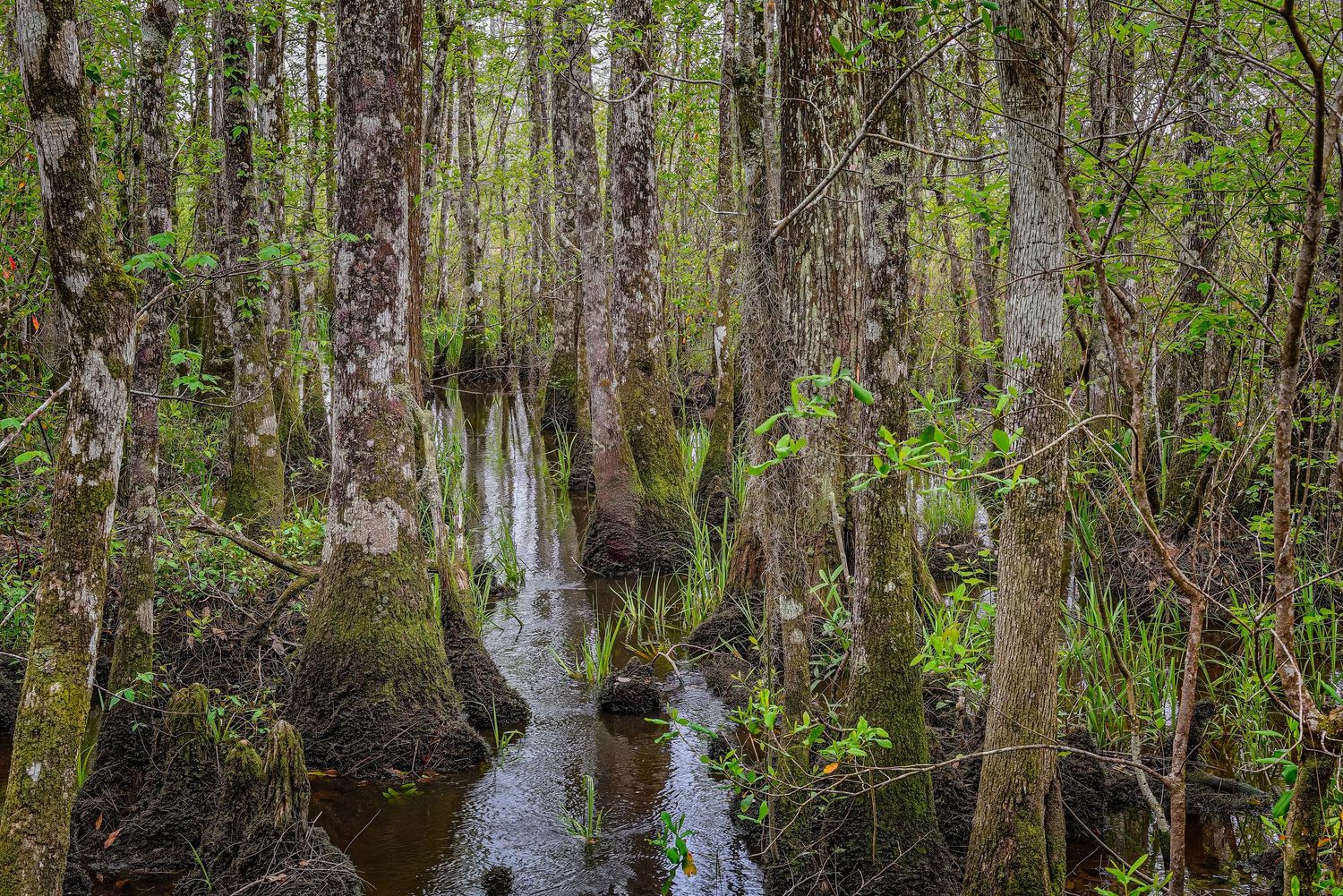 Dense cypress swamp forest with mossy trunks and a narrow dark water stream winding through.