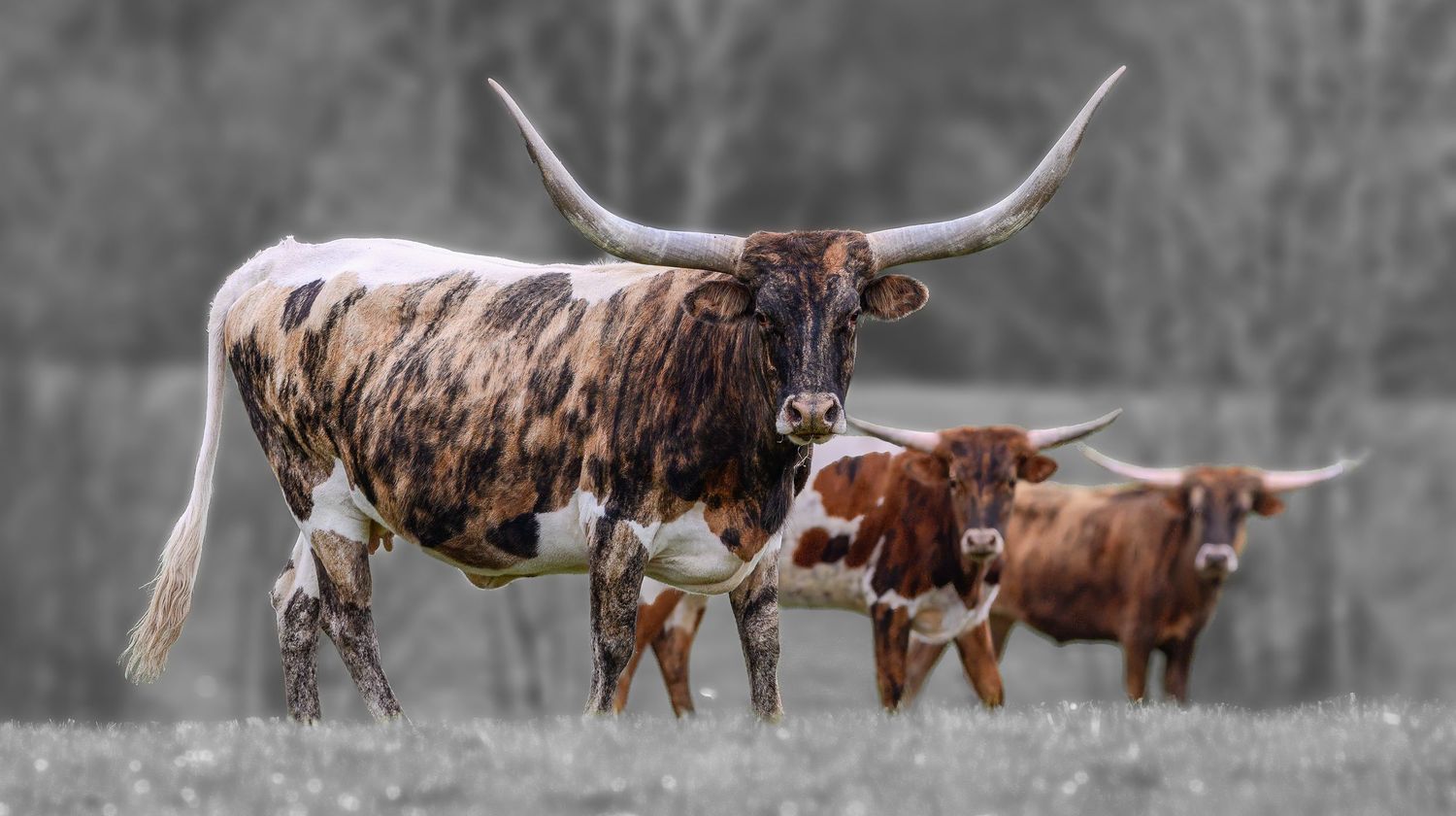 A large Texas Longhorn bull with massive horns stands prominently in a field with smaller cattle behind it.