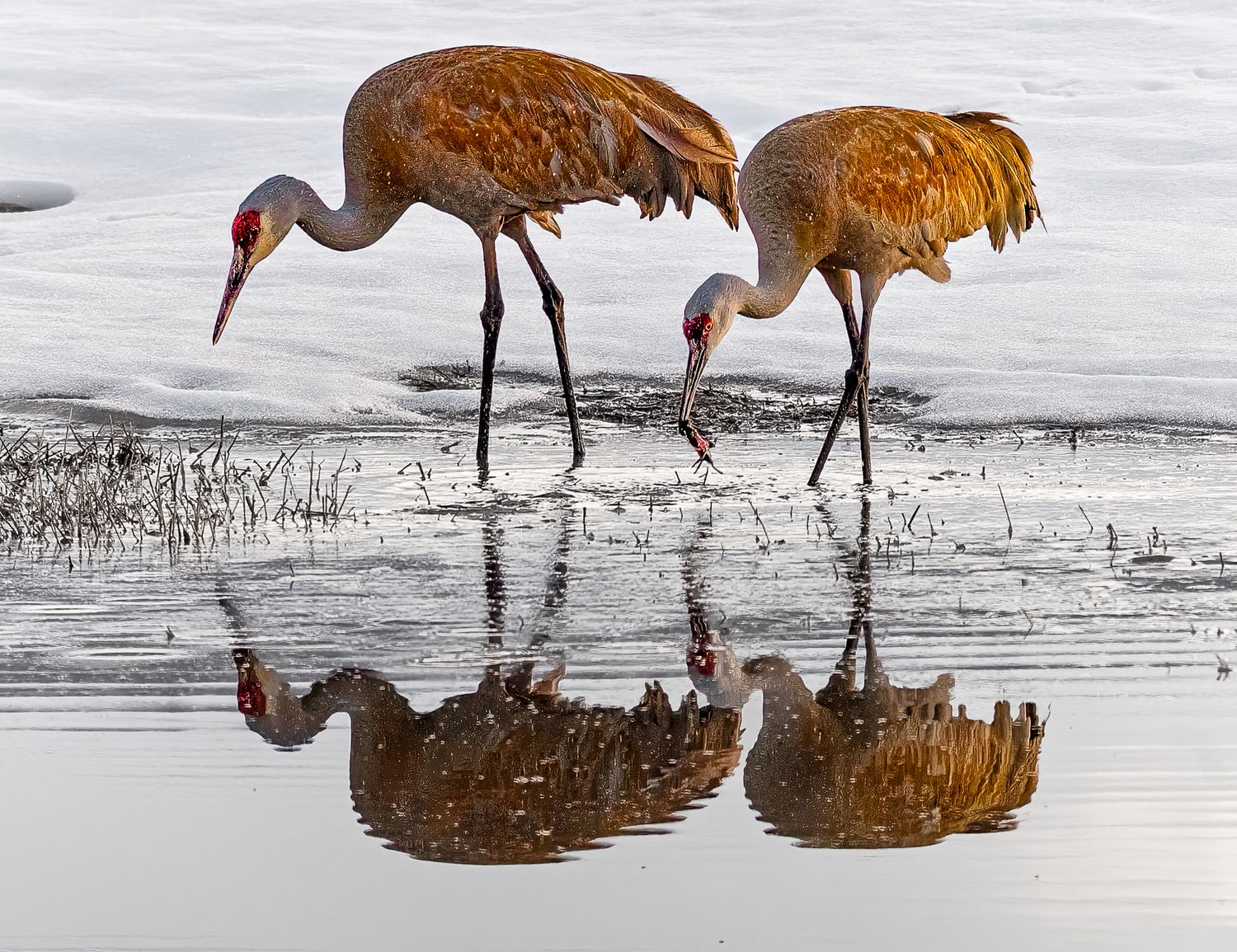 Two sandhill cranes foraging in icy shallow water with perfect mirror reflections on a winter day.