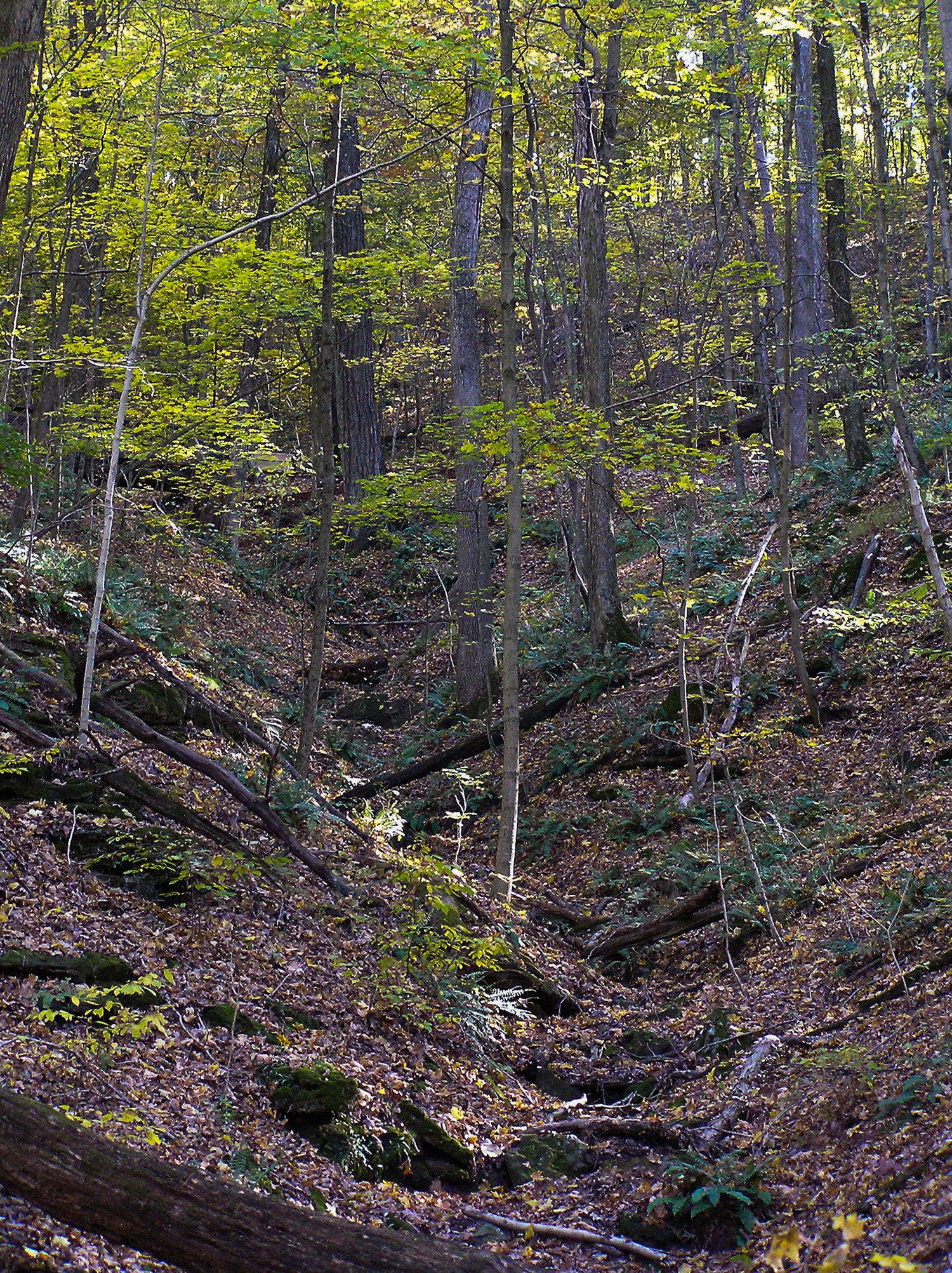 A wooded forest ravine with fallen logs and autumn foliage on a hillside.