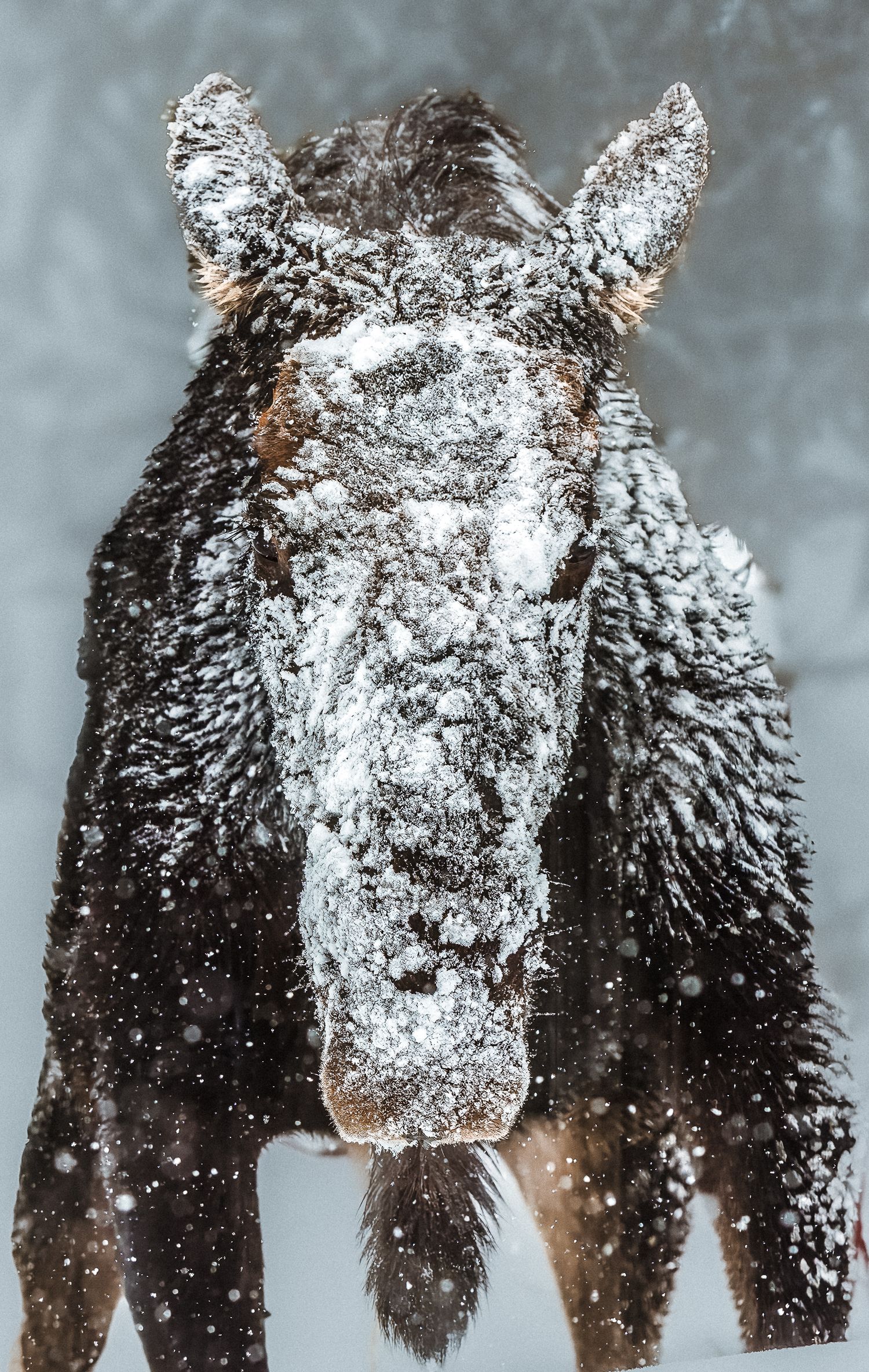 A snow-covered moose faces the camera during a heavy winter snowstorm.