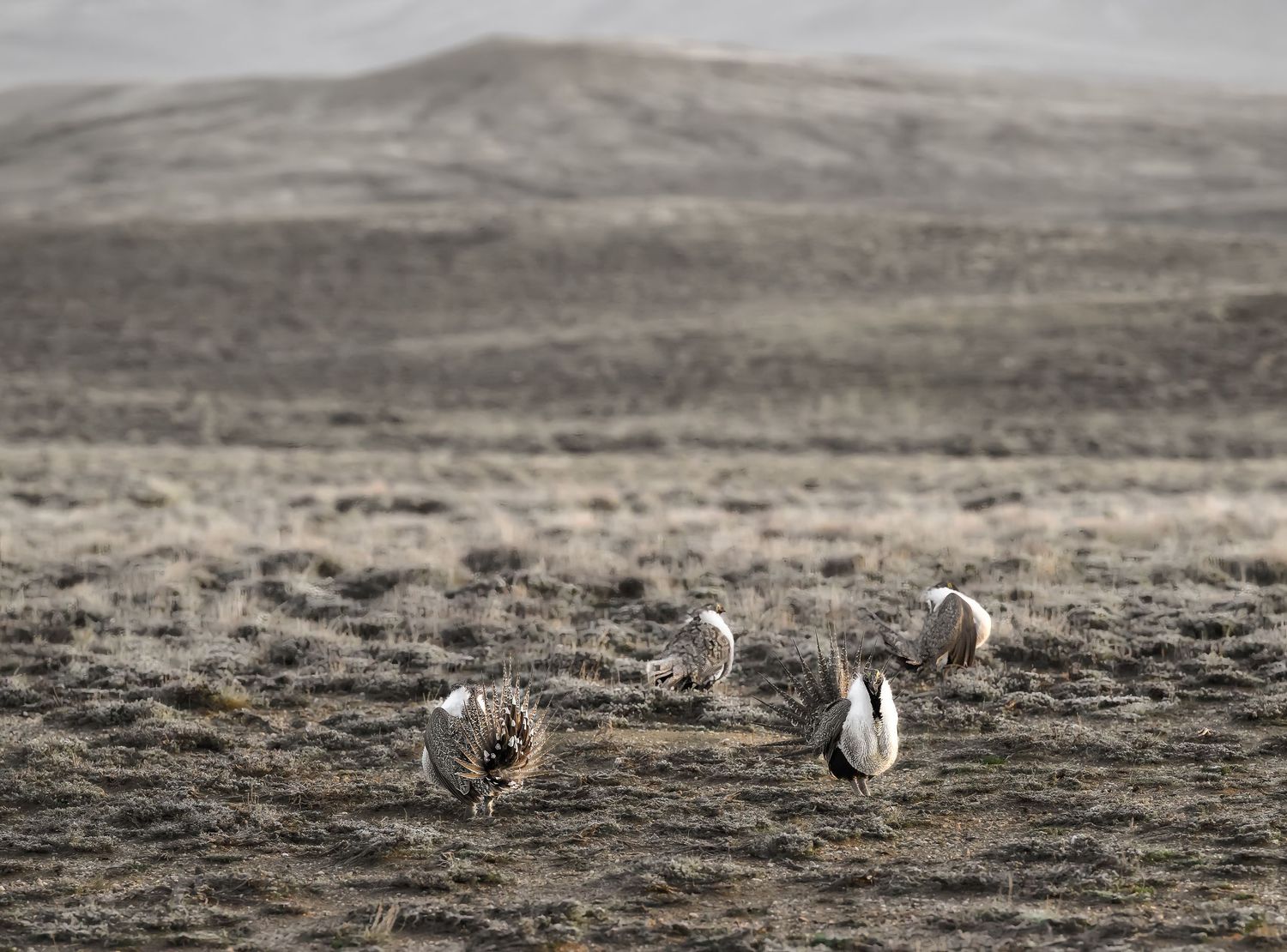 Greater sage-grouse performing mating display on open prairie landscape.