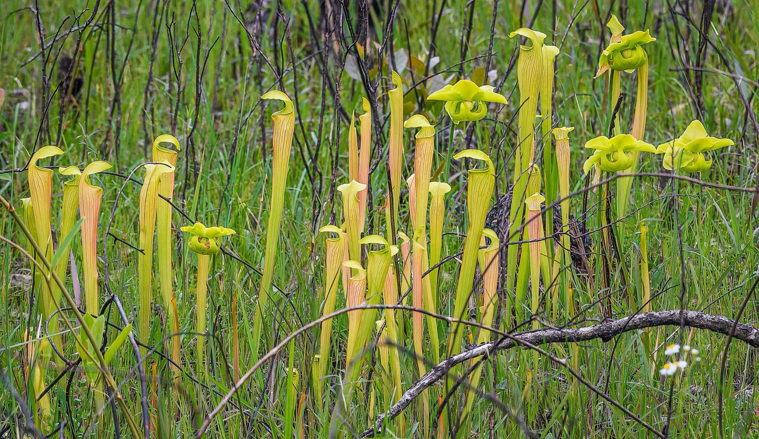 Yellow-green pitcher plants growing wild in a grassy wetland meadow in natural habitat.
