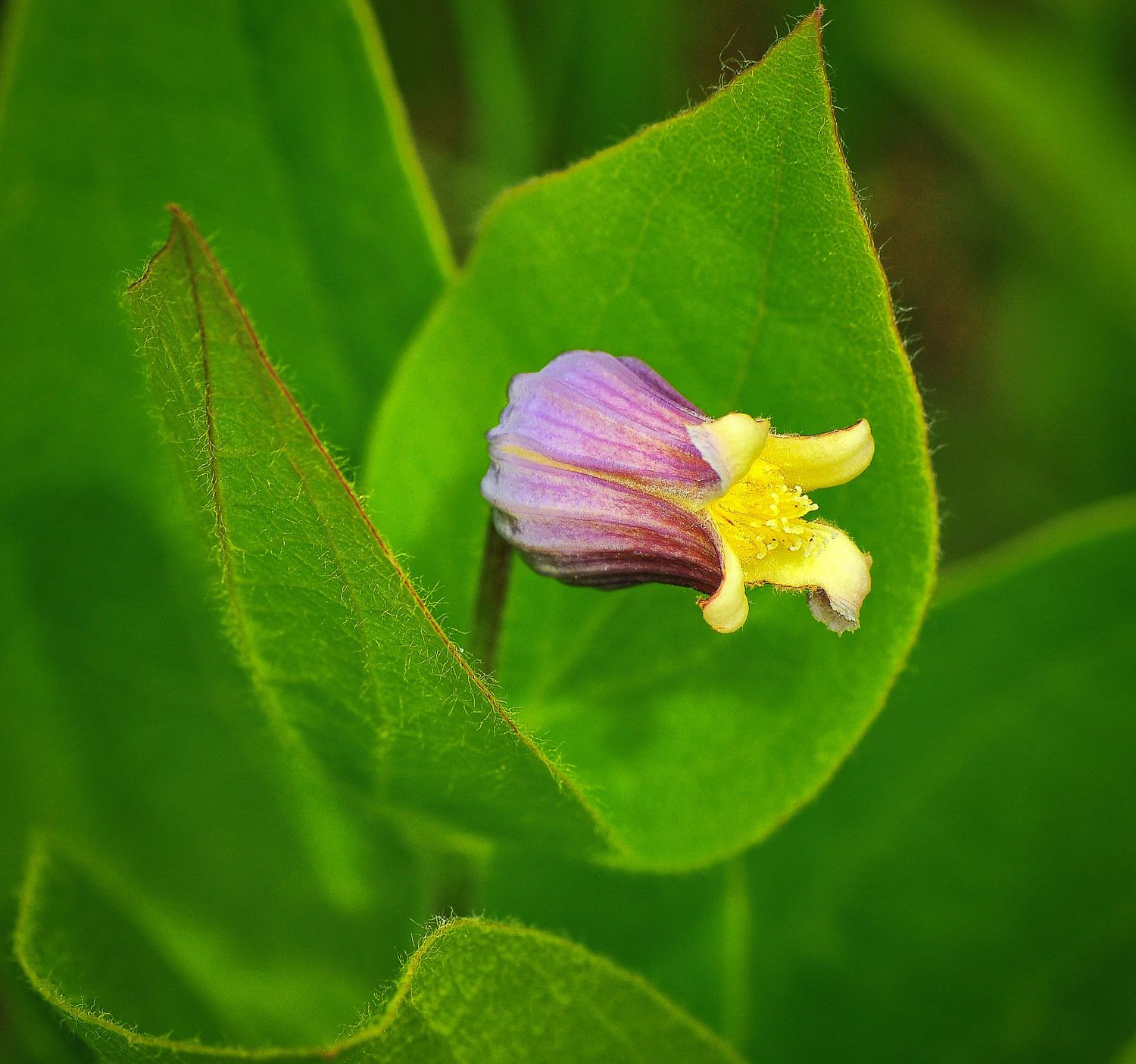 A delicate purple and yellow wildflower blooming between vibrant green leaves in nature.