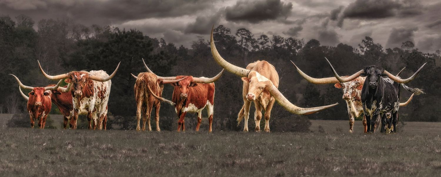 A lineup of Texas Longhorn cattle with impressive horns standing in a field under dramatic stormy skies.