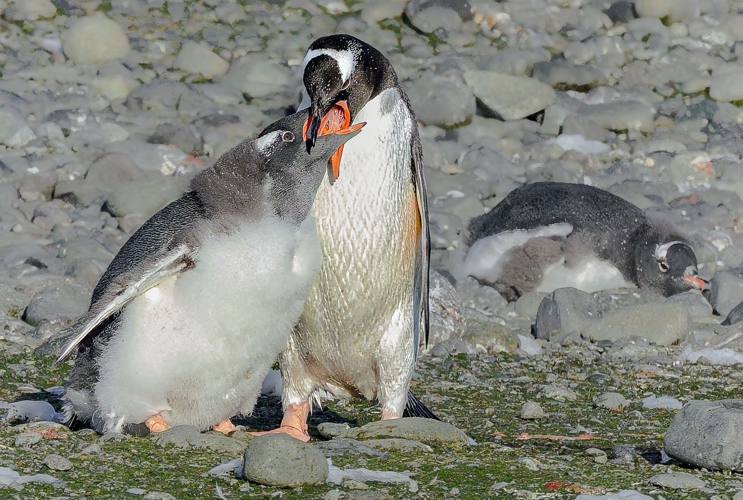 An adult Gentoo penguin feeding its fluffy chick on a rocky Antarctic beach.
