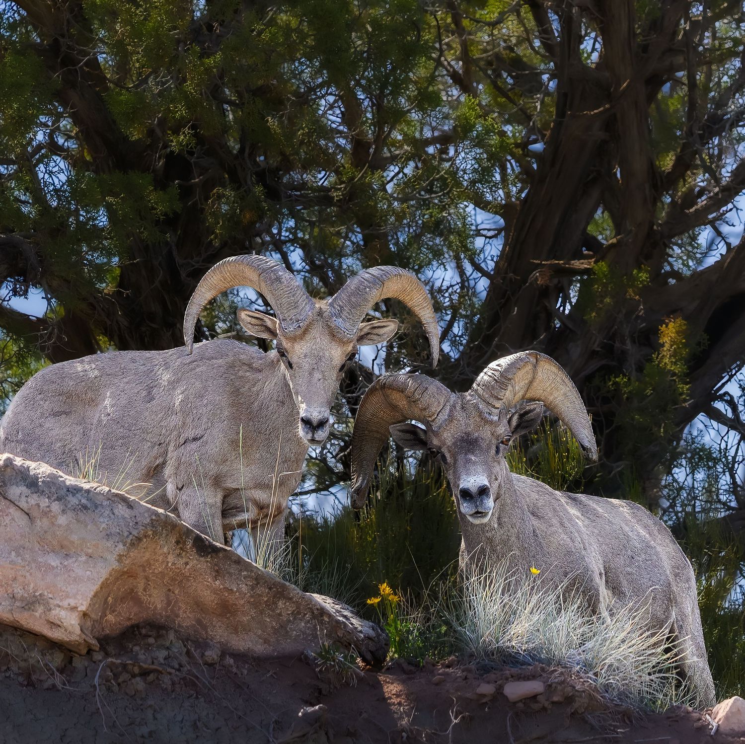 Two bighorn sheep with large curved horns stand on rocky terrain beneath a pine tree.