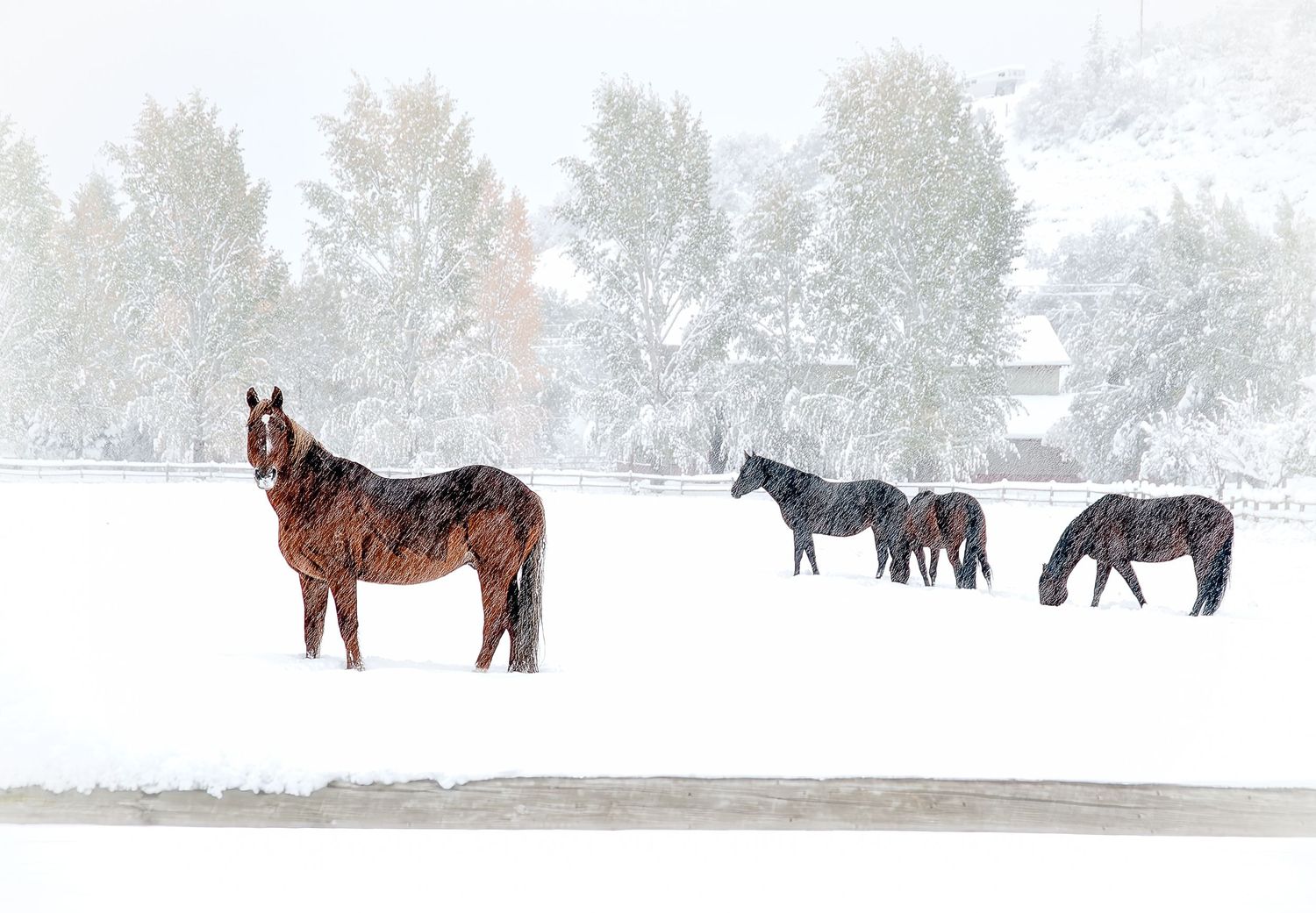 Four horses stand in a snowy winter pasture surrounded by snow-covered trees.