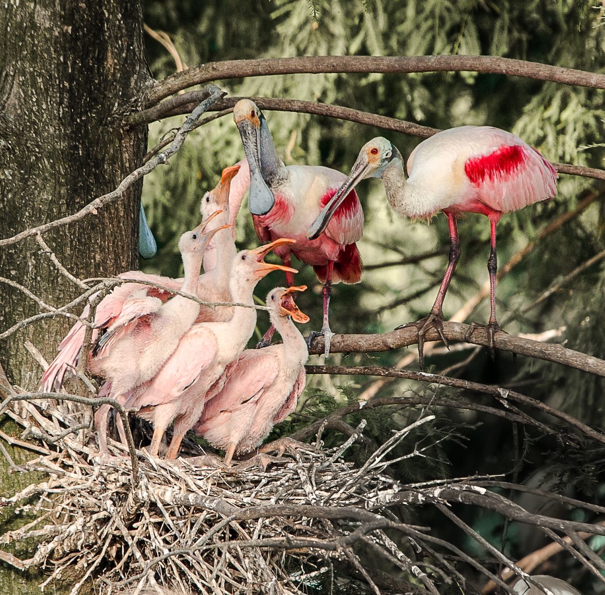 Roseate spoonbills with chicks in a treetop nest, displaying vivid pink and red plumage in a wildlife sanctuary.