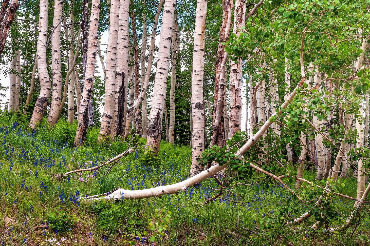 White-barked aspen trees rise above a carpet of blue wildflowers in a lush forest.