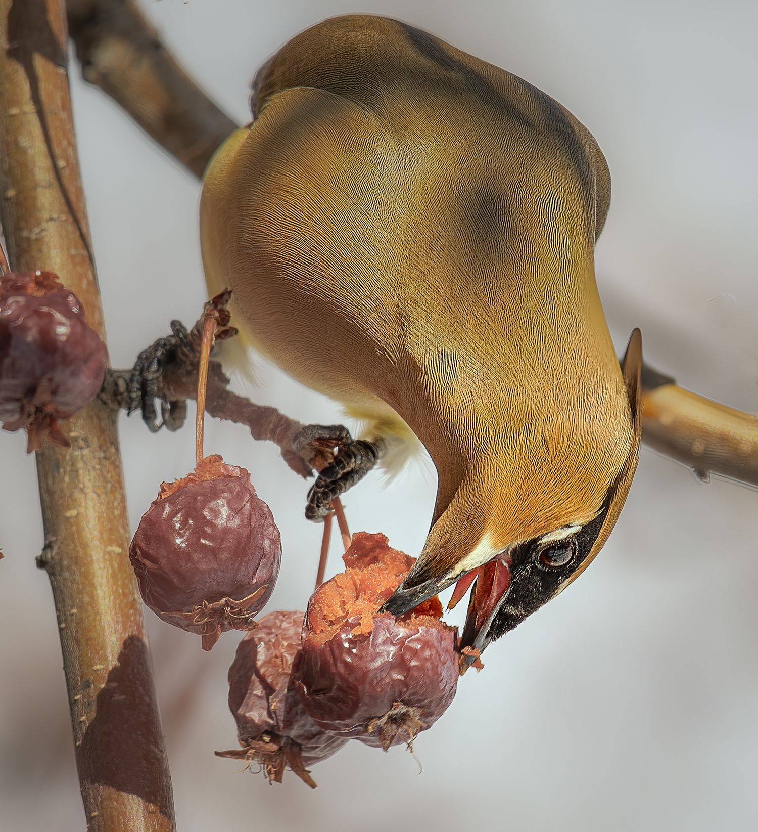 A cedar waxwing bird eating dried fruit while hanging upside down on a bare branch.